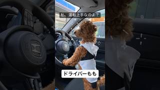 【車】に乗り運転に挑戦するトイプードル　#トイプードル #いぬ #dog #睡眠 #모모 #jp #cute #장난감 #funny #shorts #犬 #車