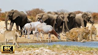 8K African Wildlife: Survival in the Wilds of Africa - A Captivating Africa Animal Documentary