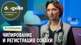 Обязательные чипирование и регистрация собаки – рассказывает ветеринарный врач