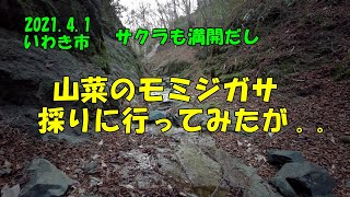 2021.4.1山菜のモミジガサを採りに山を歩いてみたが。。