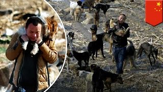 Eating dog meat: Millionaire spends fortune on home for dogs destined for slaughter - TomoNews