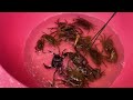 crabs and frogs cooking ក្មេងៗដើរជីកក្តាម និងកង្កែបនៅស្រុកស្រែ