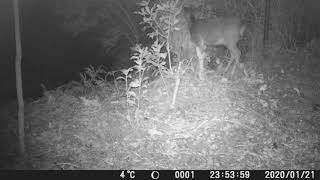 【獣害対策】茂原a　2020/01/21 23:53　鹿1頭