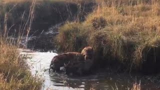 hyenas attacking young wildebeest stuck in waterhole video