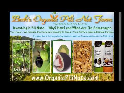 Pili nut benefits medicinal food cosmetics oils aroma oils elemi oil candy investment Pili nut benefits medicinal food cosmetics oils aroma oils elemi oil candy investment