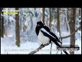 norway s mysterious eurasian magpie habitat behavior and more 2024