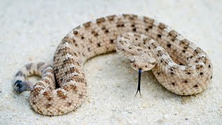 Sidewinder Snake: Master of Desert Dance