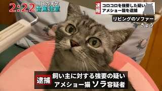 【速報】強要の疑いでアメショー猫を逮捕しました