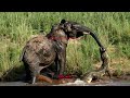 elephant punish the crocodile in the wild