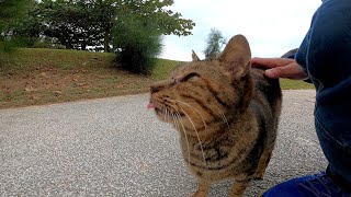 公園で出会った野良猫をナデナデしたら懐いて膝の上に乗ってきた