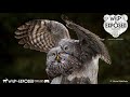 The Owl Whisperer! Great Grey Owl Photography Master Steve Mattheis on the Wild and Exposed Podcast.