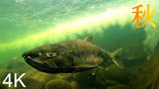 【作業用】4K映像 鮭の最後の戦い　アユの婚姻色　自然音　秋　シロザケ　underwatervideo　salmon　Oncorhynchus keta