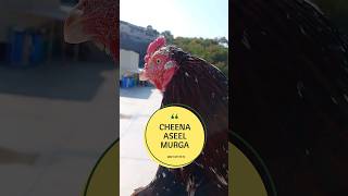 CHEENA ASEEL MURGA #aseel #aseelmurga #rooster #pets #birds #animals #viral #viralshorts #video