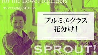 【SPROUT】プルミエクラス花分け！