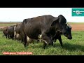 world highly milking biggest udder girlando cow breed world record 127 litters milk