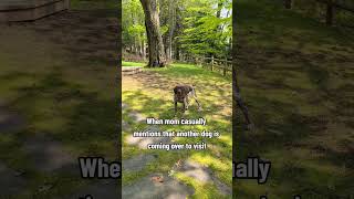 Funny Dog Step Brothers Comedy #gsp #germanshorthairedpointer #comedy #dogvideo #dog #funnydog #dog