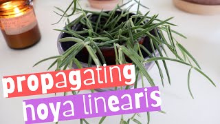 how to propagate hoya linearis in soil! simple and easy! 🌙✨