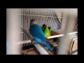 Pancingan Lovebird agar cepat kawin dan bertelur