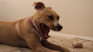 Hilarious Dog Burp