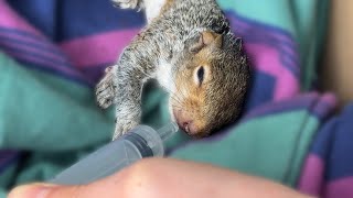 ...i finally saved a squirrel