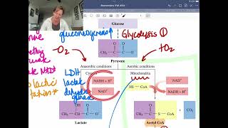 30K View - pyruvate dehydrogenase