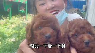 今日狗市报价，泰迪450，蓝猫500，小鹿犬700，精品柯基1100。