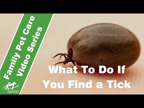 What happens if I find a tick on my dog?