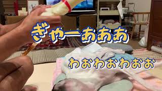 四肢麻痺　ボクサー犬ペグVSチキン