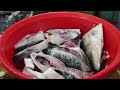 mawa ghat ilish ইলিশের স্বাদ পেতে ঘুরে আসুন মাওয়া ঘাট শিতের রাতে মাওয়া ঘাটে