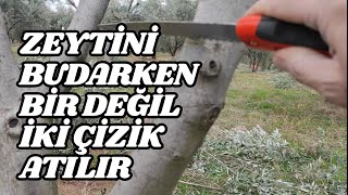 Zeytin Ağacı Budanırken Bir Değil İki Çizik Atılır