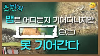 [스펀지 레전드 ＃154] 혹시 뱀을 만나면 ○○○위로 도망가세요!!! 의외로 뱀이 못 기어가는 이것!! | KBS 040703 방송