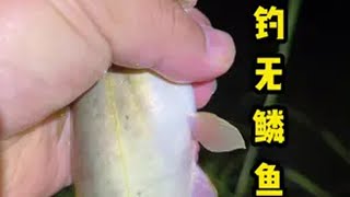 天气变冷无鳞鱼变得鲶鱼难钓了，还好最后上了几条原来钓鱼才是抖音运动顶流 2024dou来钓鱼 夜钓 钓鱼 中逵达人推广计划 @中逵创始人