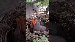 Wild babbler bird babies (P 5) #shorts