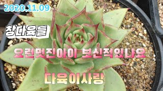 (인천다육이사랑3탄) 멋진창들/짜장면슈퍼클론/플로리디티/몰게인/택배010 6301 7814(korean succulent plants)