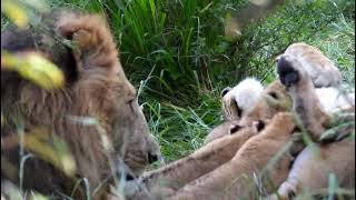 Tiny Lion Cubs Feeding