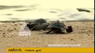 Sea turtle sent back to Sea in Thrissur Valapad | കടലാമകളെ വിരിയിച്ച് തിരികെ കടലില്‍ വിട്ടു