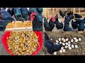 A simple way to get more eggs from your chicken / Gigant qora shaxzoda tovuqlari