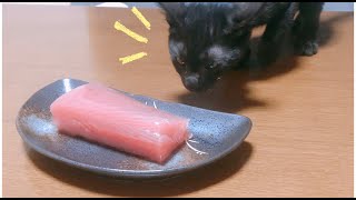 黒猫が初めてマグロの刺身を食べた反応（ASMR)