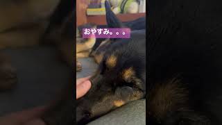 【もう眠すぎるシェパード】 #ジャーマンシェパード #シェパード #犬のいる暮らし #germanshepherd #shorts