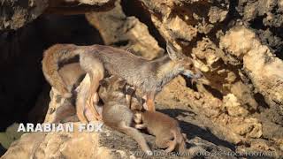 Arabian Fox - Mother feeding cubs / שועל מצוי