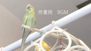 【作業用 癒し BGM】セキセイインコ 幼鳥の鳴き声 /Relaxation time