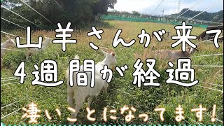 「山羊さんが奇跡の農業ヒーローに！？耕作放棄地を４週間で変身」