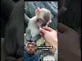 #cute monkey kid deep sleep #shortsviral