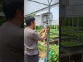 ระบบรดน้ำผักผ่านมือถือ smartfarming smartfarm iot