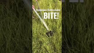 VENOMOUS TIMBER RATTLESNAKE BITE! #shorts #snake #snakebite #strike #rattlesnake #venomous #deadly