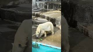 #shorts シロクマのユキちゃん　浜松市動物園　2024年6月7日