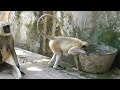 langurs monkeys of samod village rajasthan india