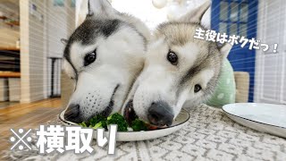 【誕生日】豪華なステーキにテンション上がって弟の分も横取りする主役の兄www　【シベリアンハスキー】