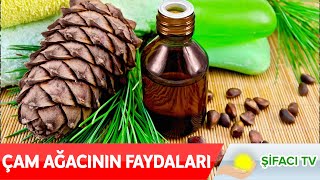 Çam Ağacının Faydaları Nelerdir?🌲 Çam ağacının bilinmeyen faydaları bu videoda!