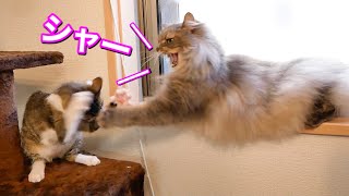 休憩中の先住猫にイタズラをして激おこで猫パンチされる子猫。